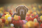 black Labrador Retriever