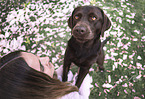 female Labrador Retriever
