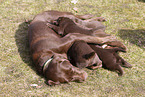 Labrador Retriever with mongrel puppies
