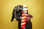 Labrador Retriever Portrait