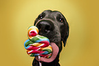 Labrador Retriever Portrait