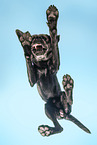 male Labrador Retriever