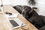 female Labrador Retriever