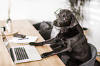 female Labrador Retriever