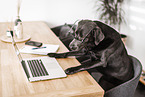 female Labrador Retriever