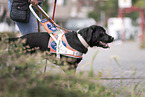 guide dog for the blind