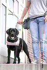 guide dog for the blind