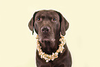 Labrador Retriever Portrait