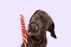 Labrador Retriever Portrait