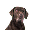 Labrador Retriever Portrait