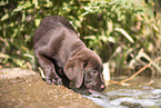 Labrador Retriever Puppy