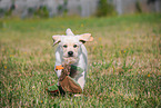 Labrador Retriever Puppy