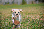 Labrador Retriever Puppy