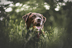 male Labrador Retriever