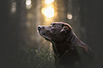 male Labrador Retriever