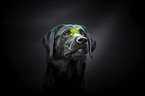 male Labrador Retriever