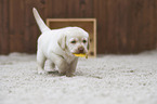 Labrador Retriever Puppy