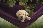Labrador Retriever Puppy
