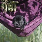 Labrador Retriever Puppy
