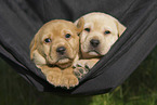 Labrador Retriever Puppies