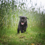 Labrador Retriever Puppy