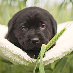 Labrador Retriever Puppy