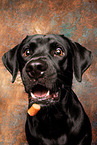 Labrador Retriever in studio