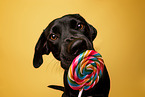 Labrador Retriever in studio