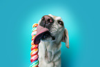 Labrador Retriever in studio