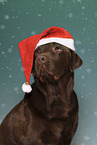 brown Labrador Retriever