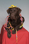 brown Labrador Retriever