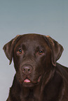 brown Labrador Retriever