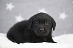 Labrador Retriever Puppy