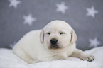 Labrador Retriever Puppy
