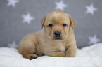 Labrador Retriever Puppy