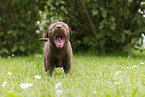 Labrador Retriever Puppy