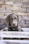 Labrador Retriever Puppy