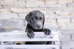 Labrador Retriever Puppy