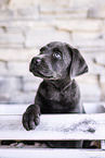 Labrador Retriever Puppy