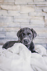 Labrador Retriever Puppy
