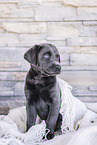 Labrador Retriever Puppy