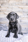 Labrador Retriever Puppy