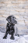 Labrador Retriever Puppy
