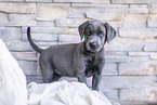 Labrador Retriever Puppy