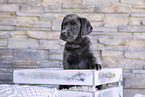 Labrador Retriever Puppy