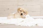 Labrador Retriever Puppy