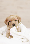 Labrador Retriever Puppy