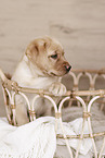 Labrador Retriever Puppy