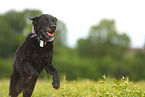 black Labrador Retriever