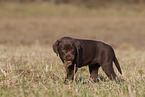 Labrador Retriever Puppy